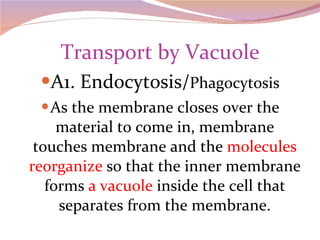 Transport by Vacuole A1. Endocytosis/ Phagocytosis As the membrane closes over the material to come in, membrane touches membrane and the  molecules reorganize  so that the inner membrane forms  a vacuole  inside the cell that separates from the membrane. 