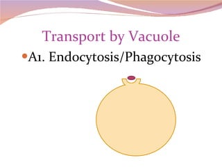 Transport by Vacuole A1. Endocytosis/Phagocytosis 