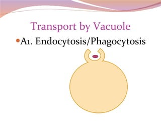 Transport by Vacuole A1. Endocytosis/Phagocytosis 