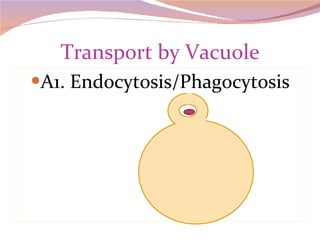 Transport by Vacuole A1. Endocytosis/Phagocytosis 