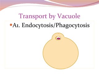 Transport by Vacuole A1. Endocytosis/Phagocytosis 