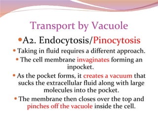 Transport by Vacuole A2. Endocytosis/ Pinocytosis Taking in fluid requires a different approach. The cell membrane  invaginates  forming an inpocket.  As the pocket forms, it  creates a vacuum  that sucks the extracellular fluid along with large molecules into the pocket. The membrane then closes over the top and  pinches off the vacuole  inside the cell. 