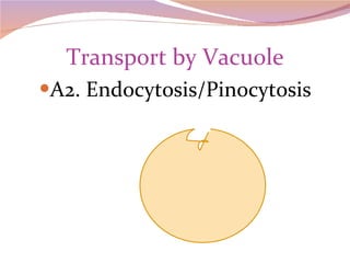 Transport by Vacuole A2. Endocytosis/Pinocytosis 