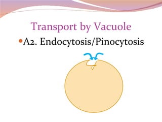 Transport by Vacuole A2. Endocytosis/Pinocytosis 