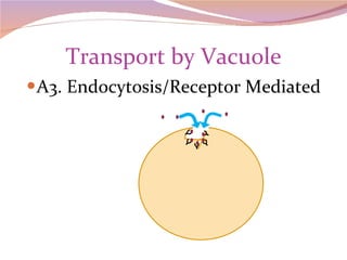 Transport by Vacuole A3. Endocytosis/Receptor Mediated Y Y Y Y Y 