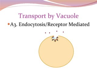 Transport by Vacuole A3. Endocytosis/Receptor Mediated Y Y Y Y Y 