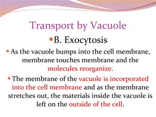 Transport by Vacuole B. Exocytosis As the vacuole bumps into the cell membrane, membrane touches membrane and the  molecules reorganize . The membrane of the  vacuole is incorporated into the cell membrane  and as the membrane stretches out, the materials inside the vacuole is left on the  outside of the cell . 