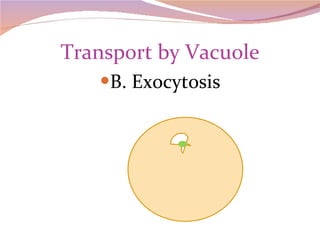 Transport by Vacuole B. Exocytosis 