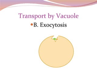 Transport by Vacuole B. Exocytosis 