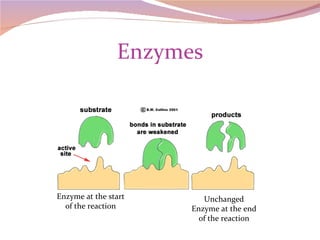 Enzymes Enzyme at the start of the reaction Unchanged Enzyme at the end of the reaction 
