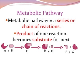 Metabolic Pathway Metabolic pathway = a  series or chain of reactions. Product  of one reaction becomes  substrate  for next + + + A  +  B F  +  G D  +  E C 