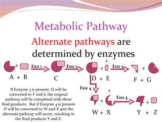 Metabolic Pathway Alternate pathways  are determined by enzymes If Enzyme 3 is present, D will be converted to F and G the original pathway will be completed with these final products.  But if Enzyme 4 is present D will be converted to W and X and the alternate pathway will occur, resulting in the final products Y and Z. Enz 4 Enz 5 Enz 1 Enz 2 Enz 3 + + + A  +  B F  +  G D  +  E C + W +  X Y  +  Z + 