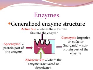 Enzymes Generalized enzyme structure Apoenzyme   = protein part of the enzyme Coenzyme  (organic) or  cofactor (inorganic) = non-protein part of the enzyme Active Site  = where the substrate fits into the enzyme Allosteric site  = where the enzyme is activated or deactivated enzyme 