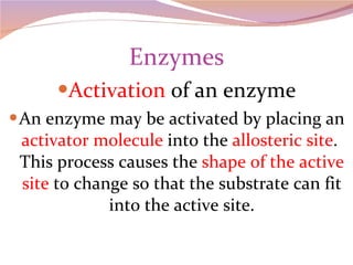 Enzymes Activation  of an enzyme An enzyme may be activated by placing an  activator molecule  into the  allosteric site .  This process causes the  shape of the active site  to change so that the substrate can fit into the active site. 