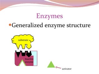 Enzymes Generalized enzyme structure Inactive enzyme activator substrate 