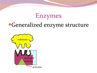 Enzymes Generalized enzyme structure activated enzyme activator substrate 