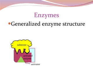 Enzymes Generalized enzyme structure activated enzyme activator substrate 