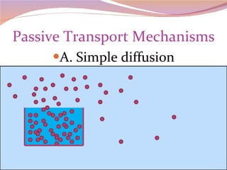 Passive Transport Mechanisms A. Simple diffusion 
