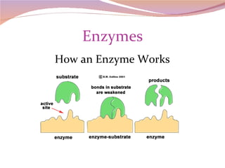 Enzymes How an Enzyme Works 