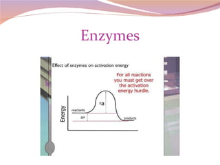 Enzymes 