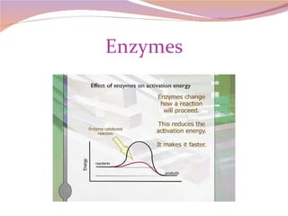 Enzymes 