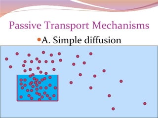 Passive Transport Mechanisms A. Simple diffusion 
