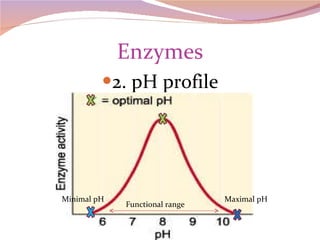 Enzymes 2. pH profile Minimal pH Maximal pH Functional range 