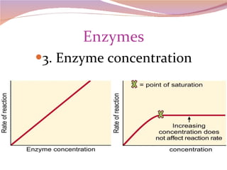 Enzymes 3. Enzyme concentration 