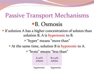 Passive Transport Mechanisms B. Osmosis If solution A has a higher concentration of solutes than solution B, A is  hypertonic  to B. “ hyper” means “more than” At the same time, solution B is  hypotonic  to A. “ hypo” means “less than” hypertonic  hypotonic A=10%  solutes B=0.9% solutes 