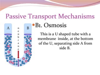 Passive Transport Mechanisms B1. Osmosis This is a U shaped tube with a membrane  inside, at the bottom of the U, separating side A from side B.  membrane 