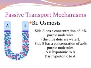 Passive Transport Mechanisms B1. Osmosis Side A has a concentration of 10% purple molecules  (the blue dots are water). Side B has a concentration of 20% purple molecules. A is hypotonic to B. B is hypertonic to A. 