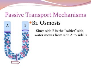Passive Transport Mechanisms B1. Osmosis Since side B is the “saltier” side,  water moves from side A to side B 