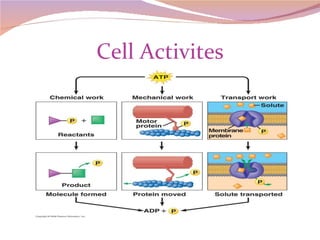 Cell Activites 