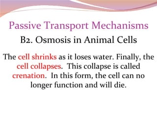 Passive Transport Mechanisms B2. Osmosis in Animal Cells The  cell shrinks  as it loses water. Finally, the  cell collapses .  This collapse is called  crenation .  In this form, the cell can no longer function and will die. 