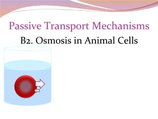 Passive Transport Mechanisms B2. Osmosis in Animal Cells 