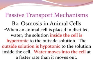 Passive Transport Mechanisms B2. Osmosis in Animal Cells When an animal cell is placed in distilled water, the solution  inside the cell is hypertonic  to the outside solution.  The  outside solution is hypotonic  to the solution inside the cell.  Water moves into the cell  at a faster rate than it moves out. 