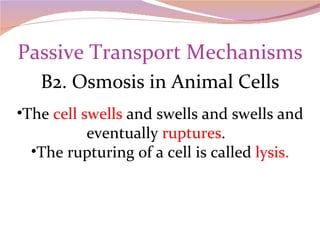 Passive Transport Mechanisms B2. Osmosis in Animal Cells The  cell swells  and swells and swells and eventually  ruptures .  The rupturing of a cell is called  lysis. 