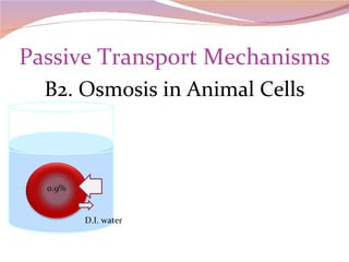 Passive Transport Mechanisms B2. Osmosis in Animal Cells 0.9% D.I. water 
