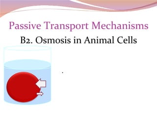 Passive Transport Mechanisms B2. Osmosis in Animal Cells . 