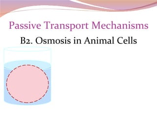 Passive Transport Mechanisms B2. Osmosis in Animal Cells 