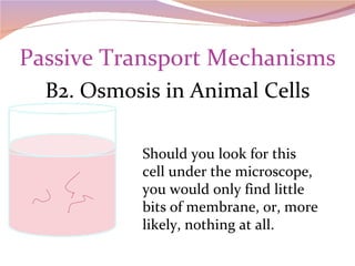 Passive Transport Mechanisms B2. Osmosis in Animal Cells Should you look for this cell under the microscope, you would only find little bits of membrane, or, more likely, nothing at all. 