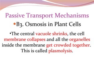 Passive Transport Mechanisms B3. Osmosis in Plant Cells The central  vacuole shrinks , the cell  membrane collapses  and all the  organelles  inside the membrane  get crowded together .  This is called  plasmolysis . 