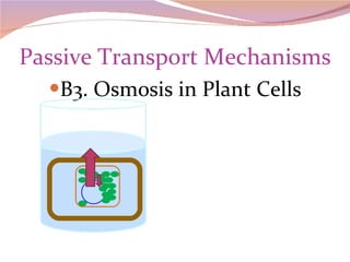 Passive Transport Mechanisms B3. Osmosis in Plant Cells 