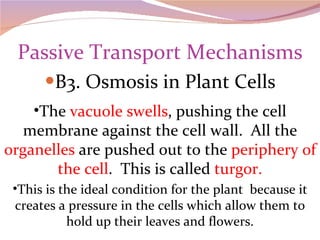 Passive Transport Mechanisms B3. Osmosis in Plant Cells The  vacuole swells , pushing the cell membrane against the cell wall.  All the  organelles  are pushed out to the  periphery of the cell .  This is called  turgor. This is the ideal condition for the plant  because it creates a pressure in the cells which allow them to hold up their leaves and flowers. 