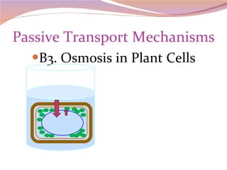 Passive Transport Mechanisms B3. Osmosis in Plant Cells 