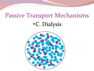 Passive Transport Mechanisms C. Dialysis 