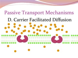 Passive Transport Mechanisms D. Carrier Facilitated Diffusion 