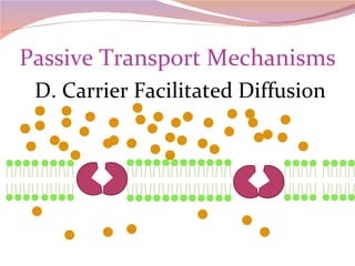 Passive Transport Mechanisms D. Carrier Facilitated Diffusion 