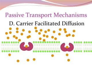 Passive Transport Mechanisms D. Carrier Facilitated Diffusion 
