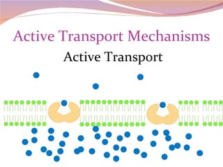 Active Transport Mechanisms Active Transport 